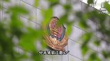 25岁男子刺伤民宿老板娘获刑4年2个月，只因女子长得像前女友