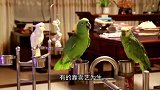 胆子最小的羊，根本无法适应自然环境，活到现在就是奇迹
