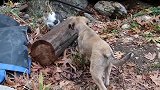 冷酷的猫老大欺负小奶狗，狗狗迂回战术不断挑衅