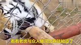 终于知道老虎的厉害了！老虎与众人拔河比赛，老虎：你们不是对手
