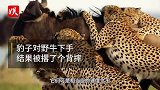 豹子从背后偷袭野牛，结果被野牛当场顶飞，镜头拍下全过程
