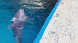抖到蓬莱八仙过海 你俩这是在干嘛呢