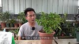三角梅枝繁叶茂不开花？是催花“技巧”不够炉火纯青
