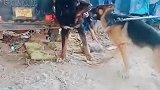 藏獒大战德国牧羊犬，可把一边的比特犬给急坏了