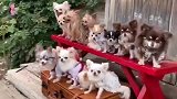 宠物展示比赛：日本小姐姐家养了这么多狗狗，你想要吗