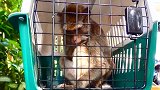 猴子母女分开，以免相互感染
