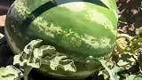 梦中情瓜，这么大的西瓜看着就甜