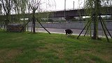 与爱犬分别一个月后，与狗狗重逢，看看爱犬的反应