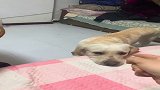 狗狗绝活，演技简直不要太好，笑死人了！