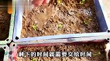 如何种植芹菜？学会这招可持续采摘芹菜，吃完一茬又长出一茬