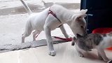 猫：放开我，我要回去给铲屎官告状去！
