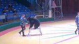 西安秦岭野生动物园回应虐熊：演出中扎黑熊，工作人员被开除