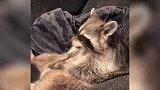 狗狗嘴巴里噙着球球，躺在草地上愉快的玩耍，看着好有趣！