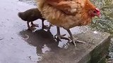 母鸡出去遛一圈，回来就带鸭仔吃饭，现实版的鸡同鸭讲