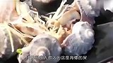 海螺尾部里，是“黄”还是“屎”到底能不能吃现在知道还不晚