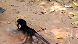 小奶猴扑过去抢吃的，好吃鬼