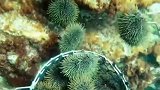每次下海捡海胆都会有很多鱼围过来，它们知道会给它们开海胆吃