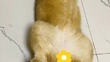 做个小无赖，生活总不坏～晒晒小猫咪，日子美腻腻～