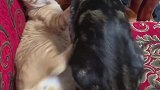 黑猫：睡觉就好好睡呗，你抱着我干啥啊！