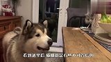 狗狗和猫咪抢吃的，食物跟前潜力大爆发，看完请忍住别笑