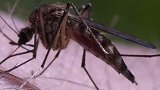 2020全国蚊子预报地图出炉 看看哪里蚊子最嚣张？