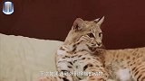 国外一女子看走眼,误把猞猁当猫养,猫和猫之间原来差别那么大