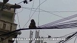 猴子爬到了高压线上，意外发生，瞬间烧成火猴，镜头记录全过程