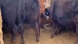 主人还以为小牛死了，凑近一看发现躺着在吃饭