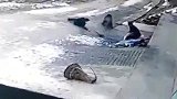 野猪被男子一枪爆头，真是冤家路窄，不是猪死就是男子死！