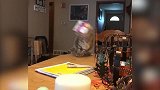 狗狗在院子里追赶蝴蝶，结果撞到围栏，都不能矜持一点！