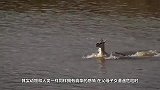 男子钓到一条蛇头鱼，拉起时让人意外的画面出现了