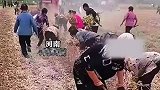 收割机收割，大爷大妈忙在后抢豆子，男子无奈喊话却没任何作用