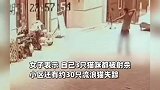 男子用弓弩虐杀怀孕猫咪，女子的3只猫全被杀，小区30只猫失踪