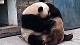 有一种收拾叫你妈打你不讲道理，熊猫宝宝太惨了，场面笑爆了