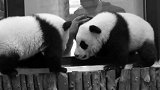 大熊猫双胞胎顺顺和溜溜病亡 出生仅7个月