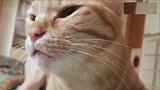 主人摸了猫咪的屁股，这爆脾气对着主人龇牙咧嘴的