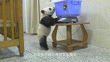全身黑得像个炭头，也绝不洗澡！熊猫：你放开我，宝宝才不脏咧