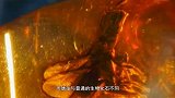 科学家找到9000多万年前的琥珀，发现里面还藏着一个动物