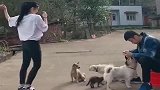 萌宠姐姐一跳舞，弟弟就成了这个模样，更可笑的是这一群狗