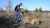 狮子死活不愿进铁笼，男子一气之下给了一脚，结果狮子回头了