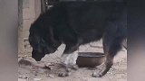 这只藏獒一看就是个有故事的家伙，真想知道它究竟经历过什么？