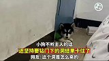 小狗坚持要钻门下的洞