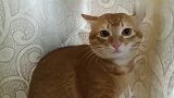 猫咪被主人捉弄很生气，一直对着主人骂骂咧例，还不让主人靠近它