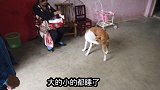 表弟给婆婆送中秋礼，浩宝拿青枣招待客人，古灵精怪的样子真搞笑