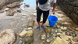 往海边深坑扔袋鱼料，过会跳下去潜水抓鱼，这种感觉太刺激了
