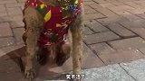 十只染色的狗，有九个长相很奇特？