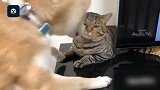 暖男柴犬舔高冷猫咪，狗狗总被嫌弃