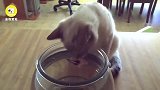 猫咪蹲在鱼缸旁边,把小鱼吓得装死别吃我别吃我