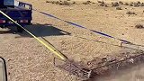 牛粪中的清道夫，牧民自制拾牛粪神器省时省力效率倍增