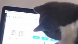猫：我来看看你在整啥呢！